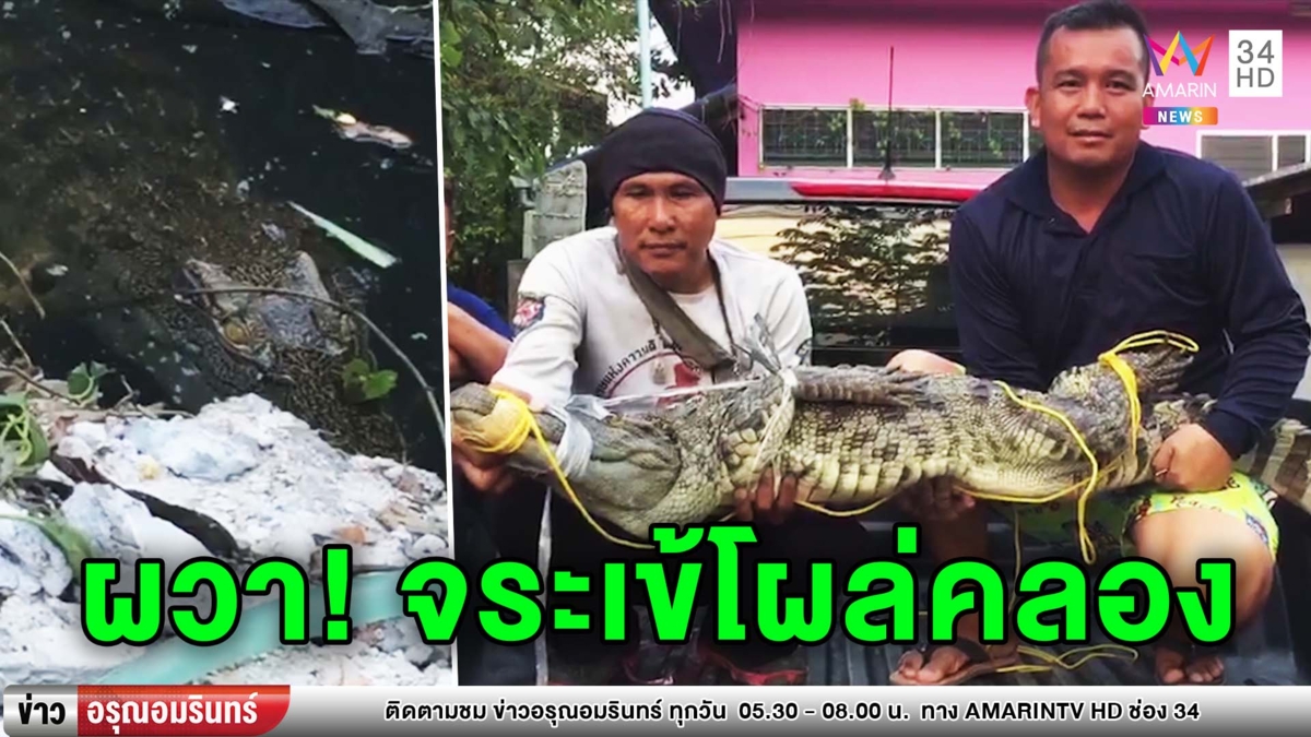 ชาวบ้านผวา! จระเข้โพล่ในคลอง แจ้งเจ้าหน้าที่เข้าจับ