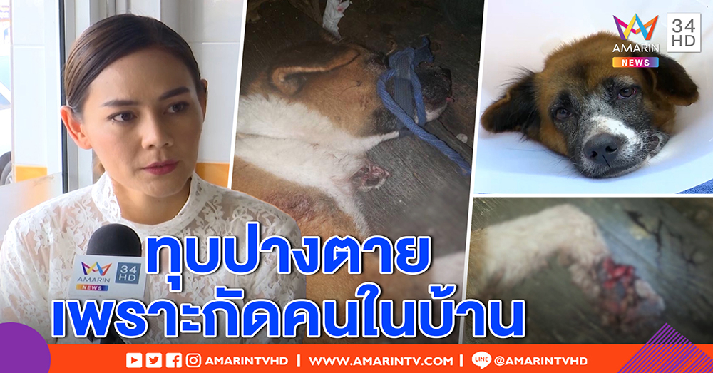 โหดเหี้ยม! คลิปสะเทือนใจเสียงหมาร้องโหยหวน เจ้าของเมาทุบเลือดคั่ง ปิดปากหลบสื่อ (คลิป)