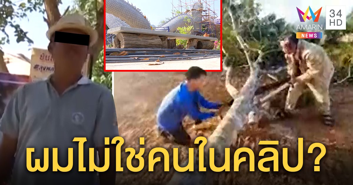 ดิ้นไม่หลุด! ไชย์พลนำทีมโค่นกระถิน 4 ต้น ป่าไม้ฟันผิดเต็ม ๆ ยูทูเบอร์ตีมึนอ้างผิดคน (คลิป)