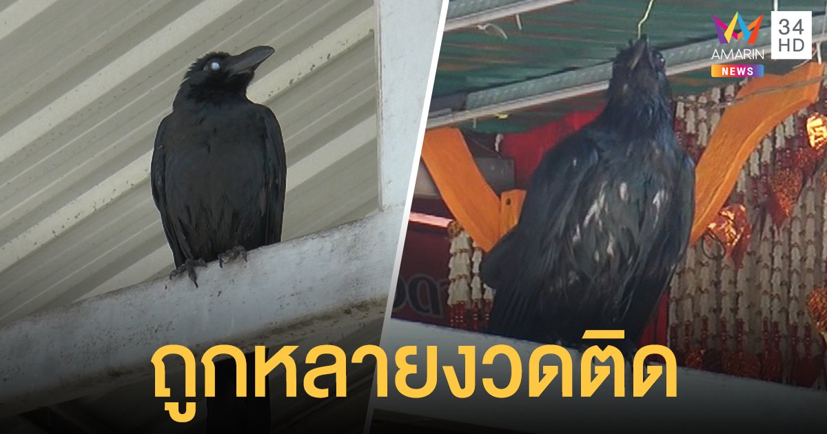 คอหวยโคราชแห่ฟังเสียงร้อง "อีกาวัด" หลังให้เลขเด็ดติดหลายงวด