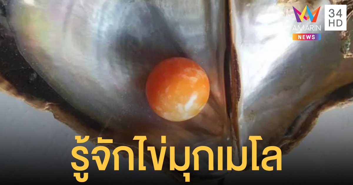 ทำความรู้จัก "ไข่มุกเมโล" อัญมณีแพง หายากที่สุดของโลก พบเฉพาะในไทย และอีก 3 ประเทศ