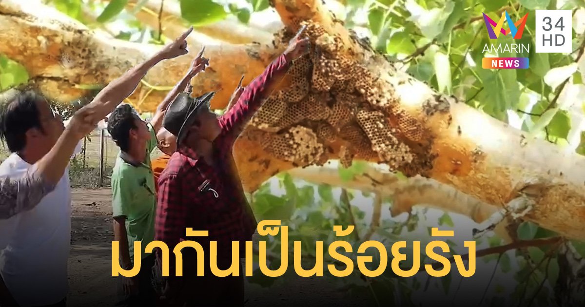 สุดทึ่ง! เจอ "รังแตน" นับร้อยอยู่บนต้นไม้ทุกต้นในวัด จ.กำแพงเพชร