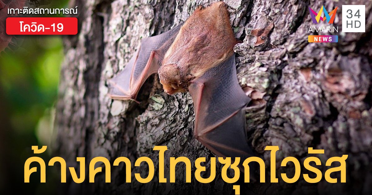 วิจัยใหม่พบ "ค้างคาว" ในไทย ซุกไวรัสคล้ายสายพันธุ์ก่อโรคโควิด-19