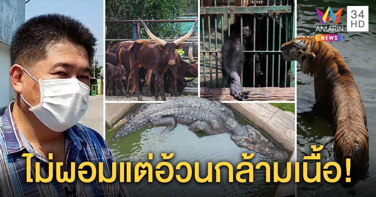 ฟาร์มจระเข้ฯ เปิดกรงสัตว์โต้โซเชียลฯ ถล่มยันเลี้ยงดี หมี-วัวอ้วนกล้ามเนื้อ ไม่ใช่ไขมัน (คลิป)