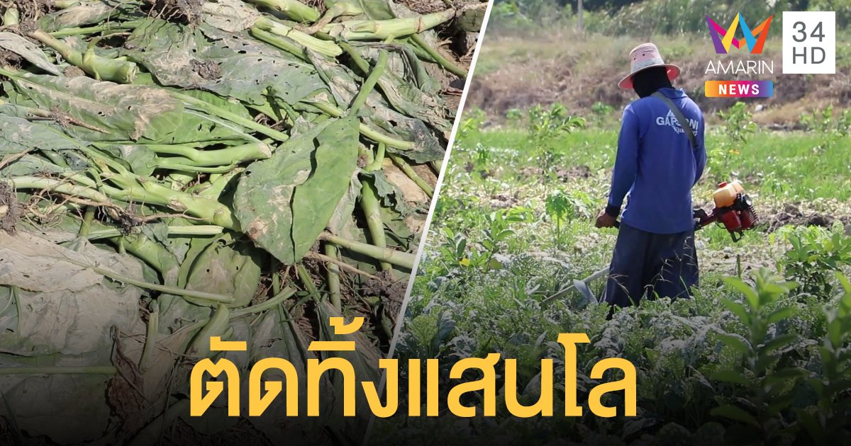 ราคาคะน้าตกต่ำ เกษตรกรจำใจตัดทิ้งยกแปลง น้ำหนักรวมกว่า 1 แสนกิโลกรัม
