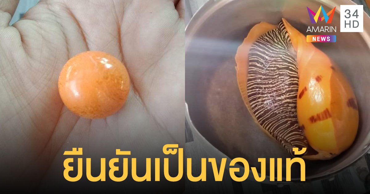 คอนเฟิร์ม "ไข่มุกเมโล" ในหอยกระโจงโดงเป็นของแท้