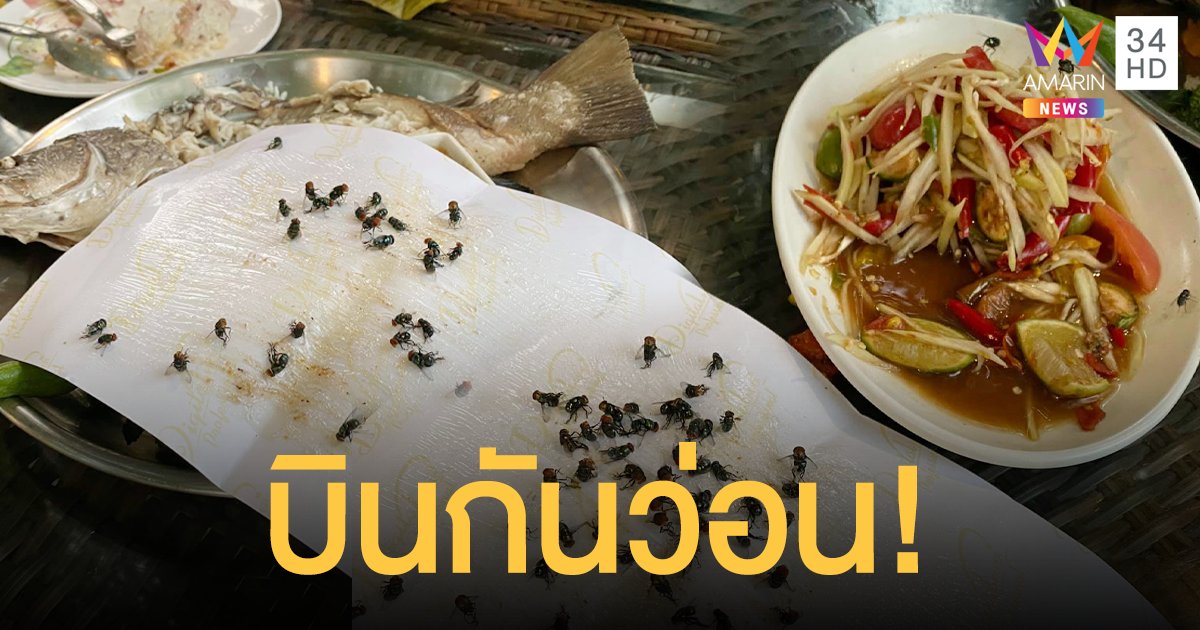 อ้วกพุ่ง! ลูกค้าฉะร้านอาหาร แมลงวันบินว่อน ผจก.บอกเป็นเรื่องปกติ