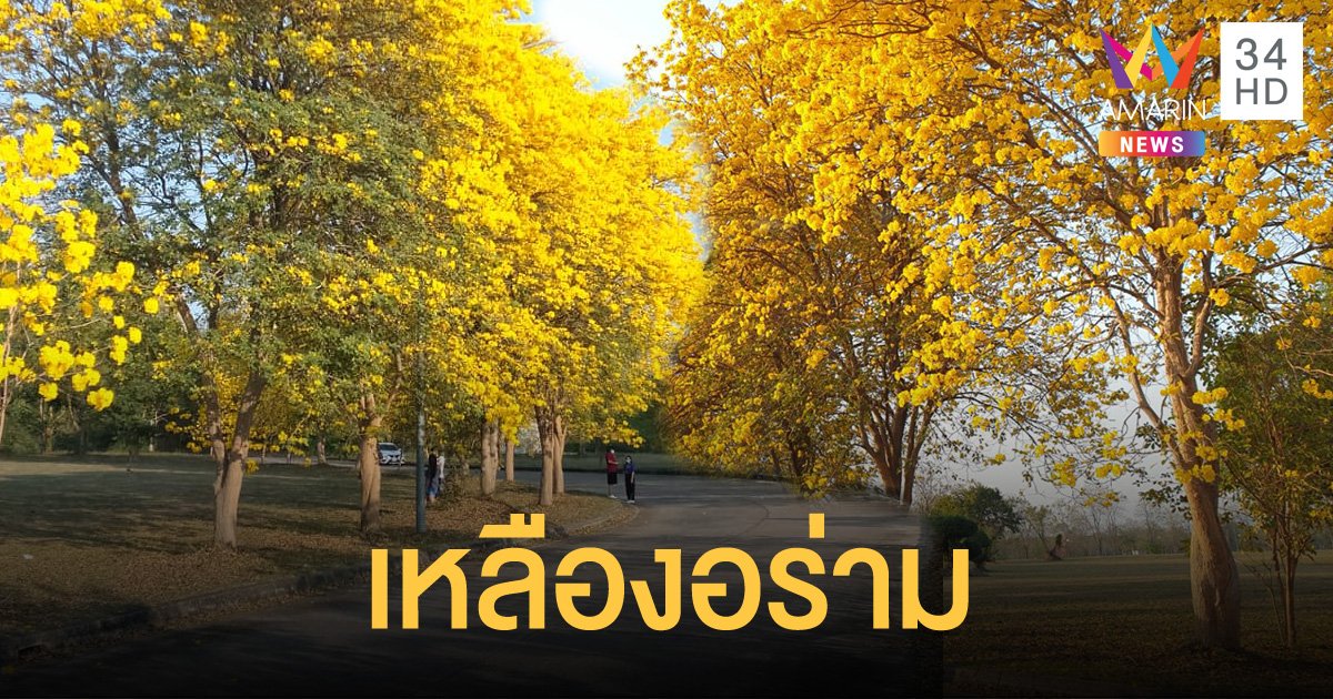 นักท่องเที่ยวแห่เซลฟี่ดอกเหลืองอินเดียมากกว่า 100 ต้น ก่อนร่วงโรย