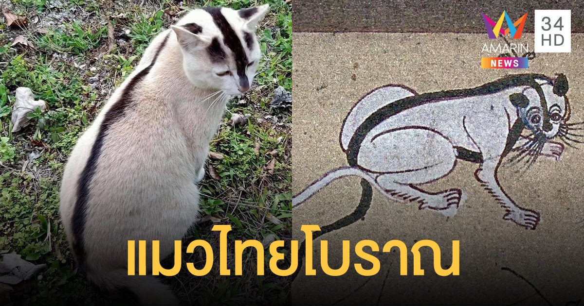 ฮือฮา! พบเจ้าเหมียวลักษณะตรงตามตำรา "แมวไทยโบราณ" ของพระยาทิพโกษา