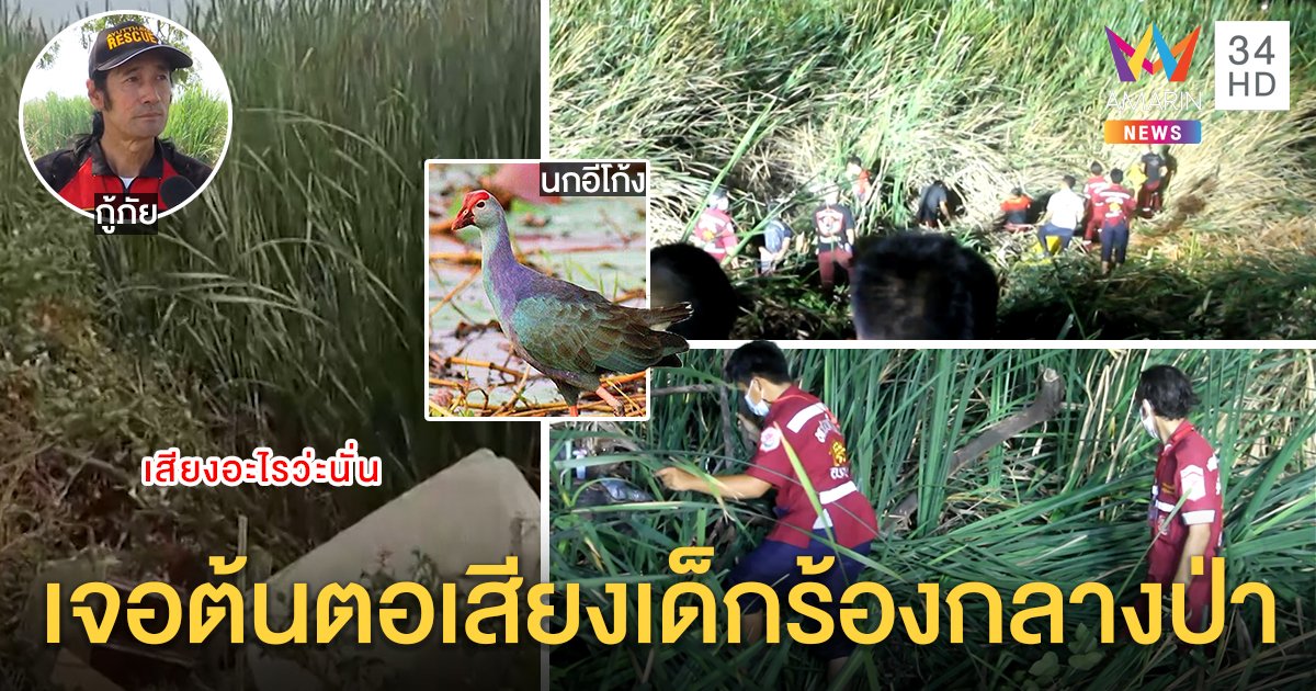 กู้ภัยล้มป่าพิสูจน์! เจอต้นตอเสียงทารกร้องลั่นกลางดง ที่แท้ “นกอีโก้ง” (คลิป)