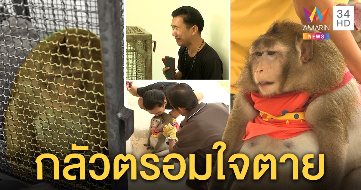 เจ้าของปล่อยโฮ “ก็อตซิลลา” ลิงอ้วนถูงขังกรง หวั่นตรอมใจหมดหวังได้กลับบ้าน (คลิป)