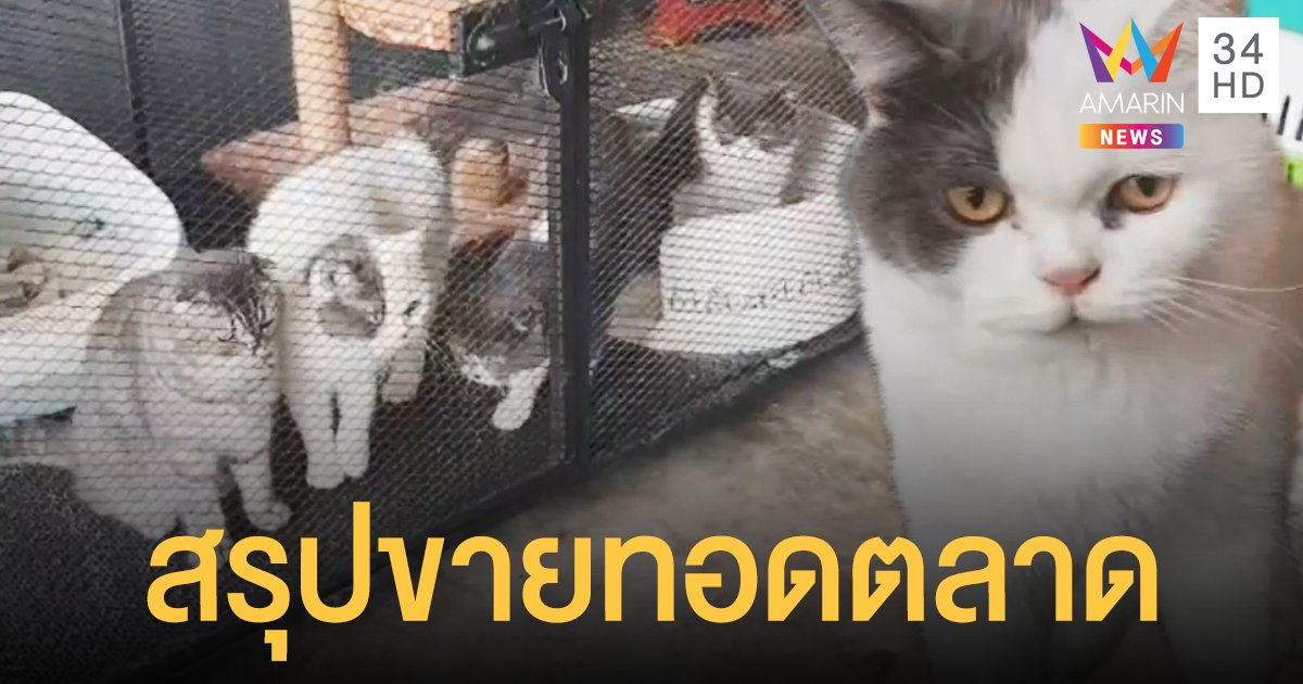 ไม่มีคนยื่นแสดงหลักฐาน 6 แมวกุ๊กระยอง เตรียม ขายทอดตลาด