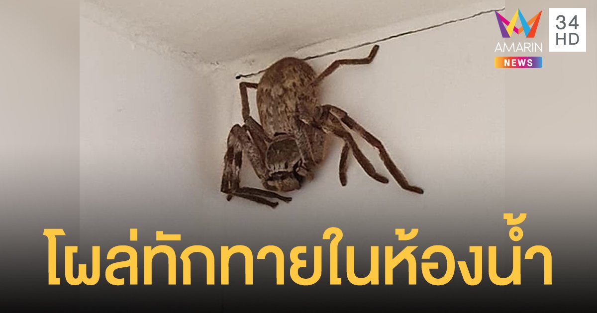 สะพรึง! หญิงเจอ แมงมุมนายพราน ยักษ์โผล่ทักทายในห้องน้ำ ถามชาวเน็ตขอวิธีจัดการ