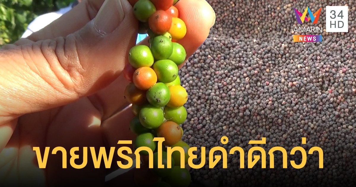 ไม่เอาแล้ว! โค่นยางพาราทิ้ง 1 ไร่ หันมาปลูกพริกไทยดำส่งขายรายได้งาม