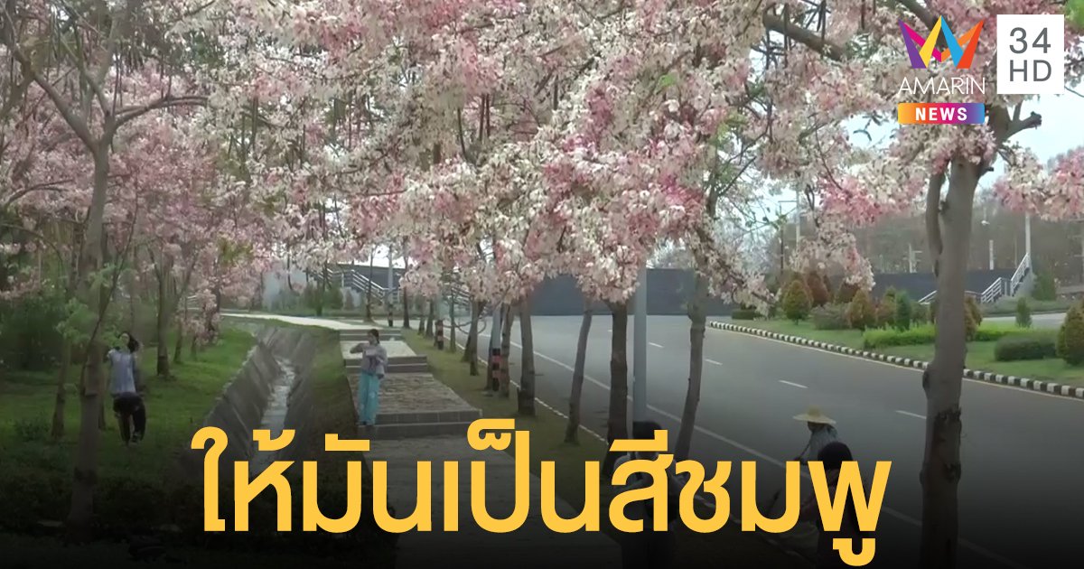 ดอกกัลปพฤกษ์ บานสะพรั่ง หน้า ม.พะเยา นักศึกษา-นักท่องเที่ยว แห่ถ่ายรูปลงโซเชียล