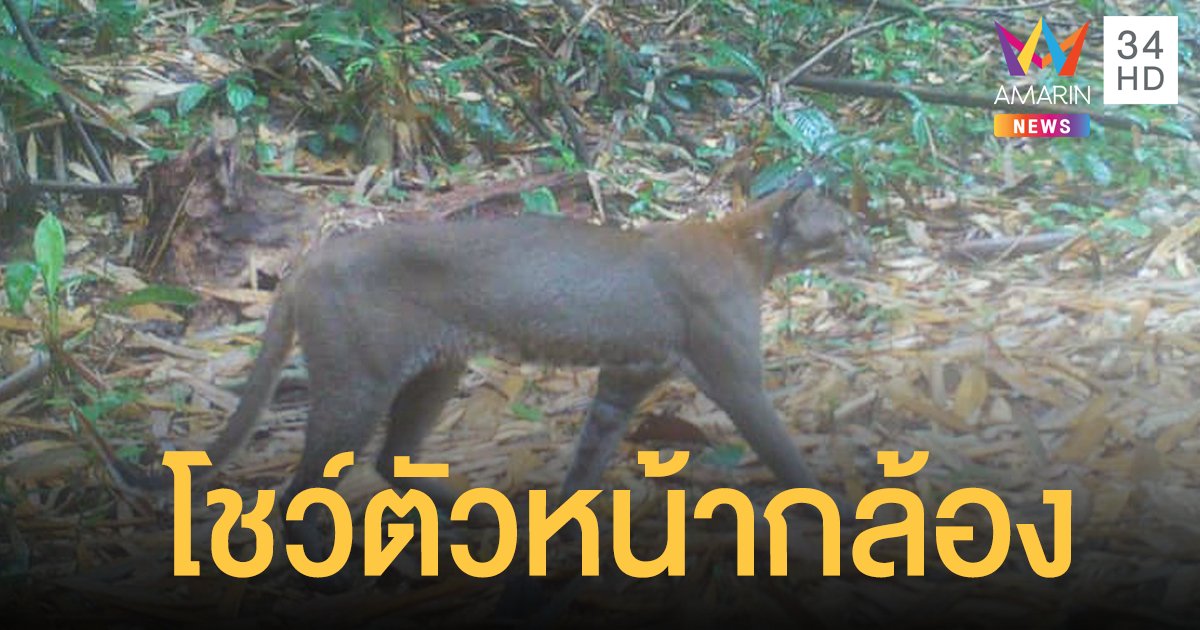ภาพหาดูยาก เสือไฟ โผล่อวดโฉม หน้ากล้องดักถ่าย