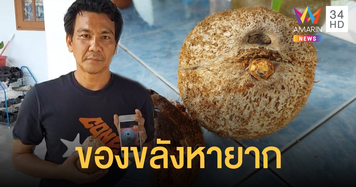 หนุ่มใหญ่โชคดีเก็บมะพร้าวทำแกง โชคดีเจอ กะลาตาเดียว ของขลังจากธรรมชาติ