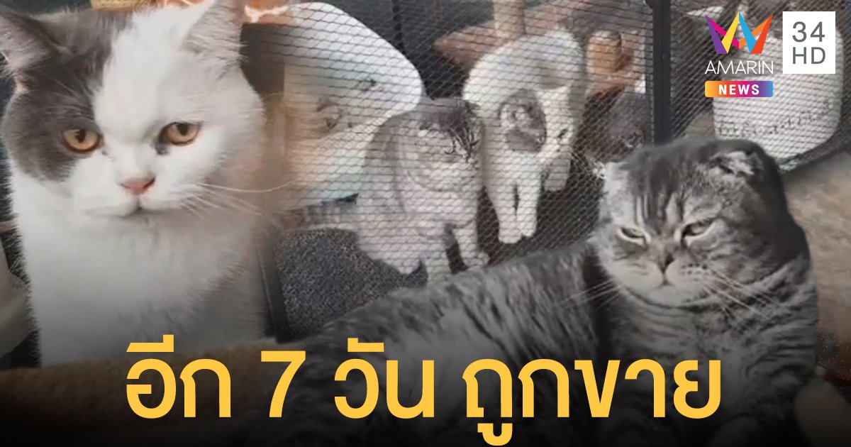 อีก 7 วัน รู้ชะตา เหมียวฟอกเงิน กุ๊กระยอง ถูกขาย เจ้าของเก่าโวยถูกพรากสัตว์เลี้ยง