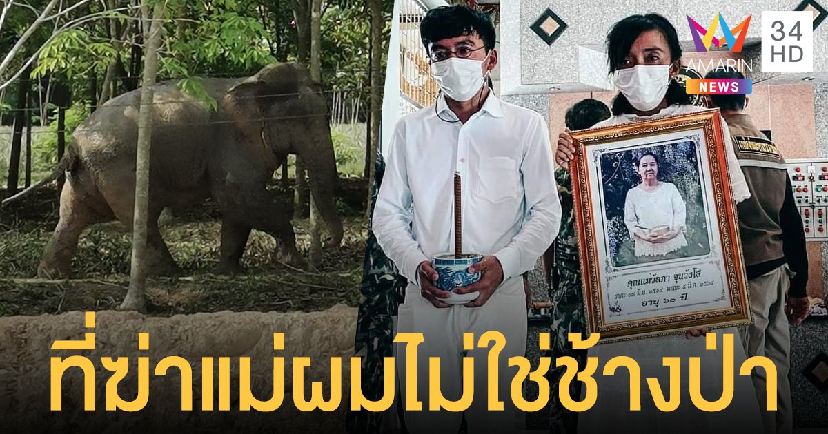 ช้างปล่อย ไม่ใช่ ช้างป่า หนุ่มโพสต์ระบาย แม่ถูกบุกทำร้ายดับในพื้นที่บ้าน ไร้คนรับผิดชอบ