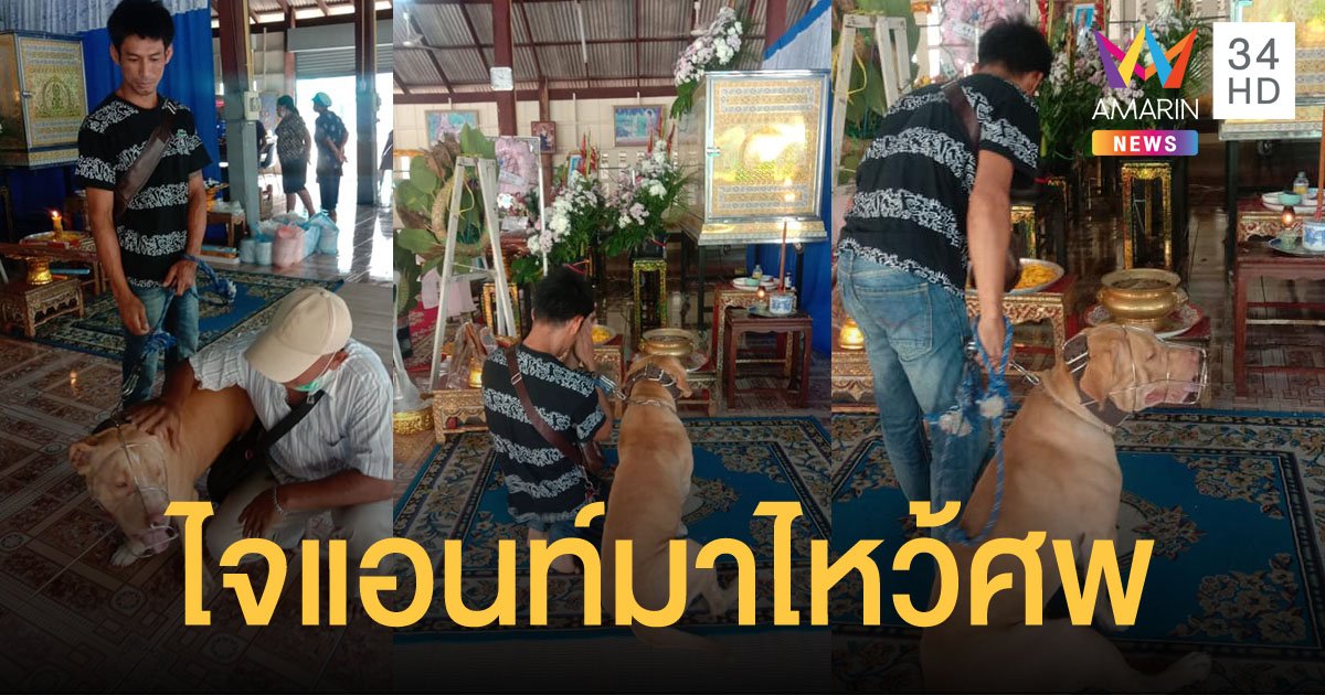 เจ้าไจแอนท์ สุนัขพันธุ์แบนด็อก เข้าเคารพศพอดีตเจ้าของ หลังโมโหขย้ำจนเสียชีวิต