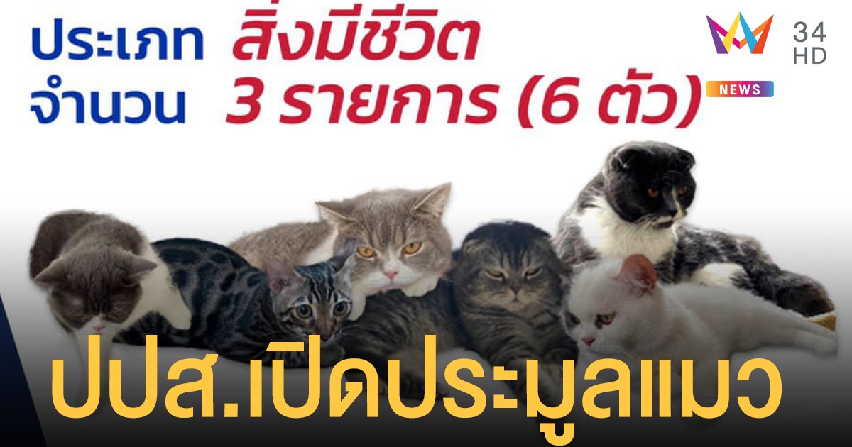 ปปส. เปิดประมูลแมว 6 ตัว  ที่ยึดมาได้จากคดียาเสพติด