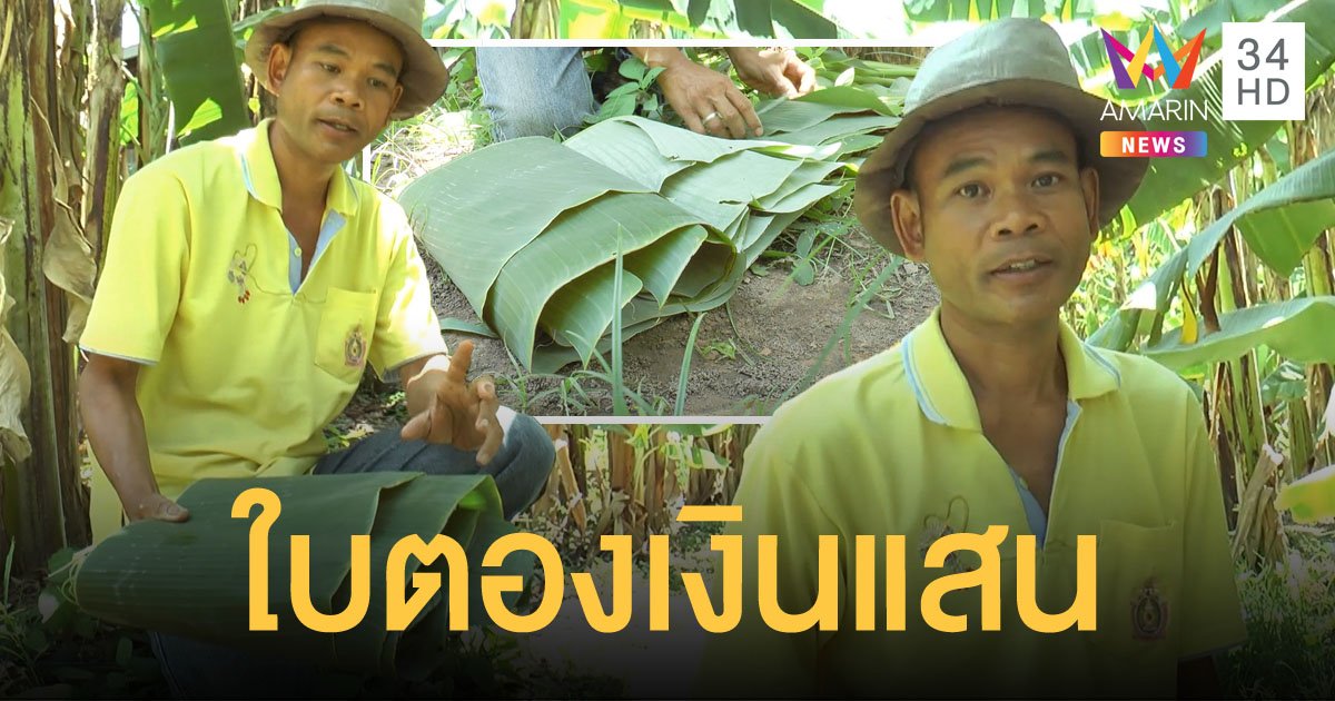 เกษตรกรพิมาย ปลูกต้นกล้วยตัดใบขาย รายได้หลักแสนต่อปี