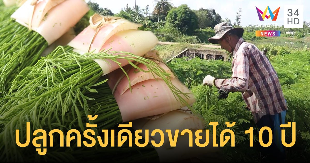 เกษตรกรพิจิตรปลูกชะอมครั้งเดียว เก็บขายได้นานสิบปี มีเงินเข้าบัญชีทุกวัน