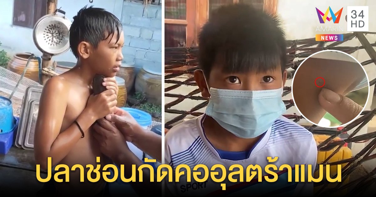 หนูน้อยจูบปลาช่อนโดนกระโจนกัดคอ เผยดีใจสุดขีดจับได้หวังให้แม่ทำกับข้าว (คลิป)