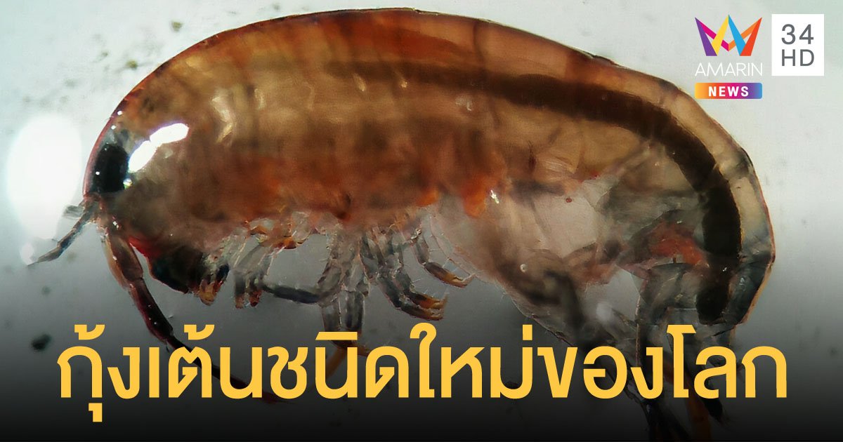 ม.เกษตร ค้นพบ กุ้งเต้น ชนิดใหม่ของโลก บริเวณสระน้ำของโรงอาหารกลาง