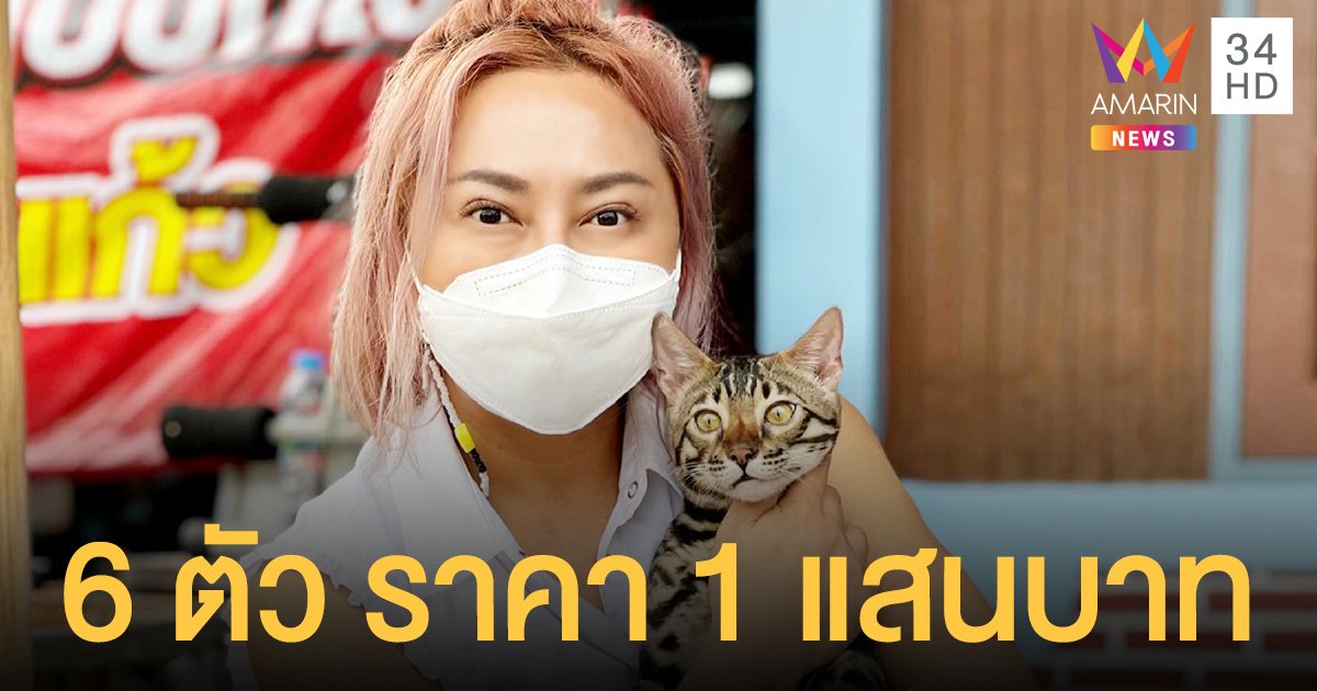 เพจทูนหัวของบ่าว ปลื้มชนะประมูลช่วย แมวกุ๊กระยอง 6 ตัว ราคา 1 แสนบาท