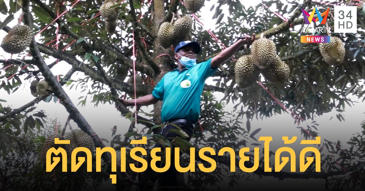 ระยอง เปิดอบรมอาชีพ คนตัดทุเรียน สร้างรายได้วันละกว่า 10,000 บาท