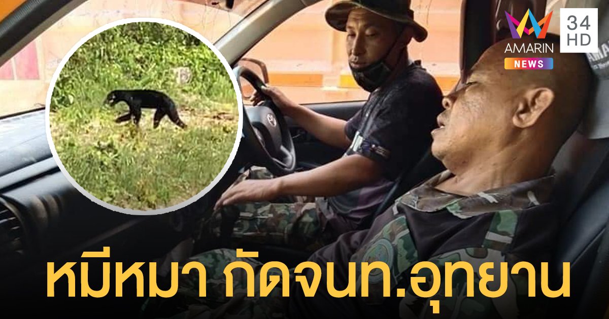 ผลักดันกลับเข้าป่าแล้ว หมีหมา กัดจนท.อุทยานแห่งชาติเขาใหญ่บาดเจ็บ