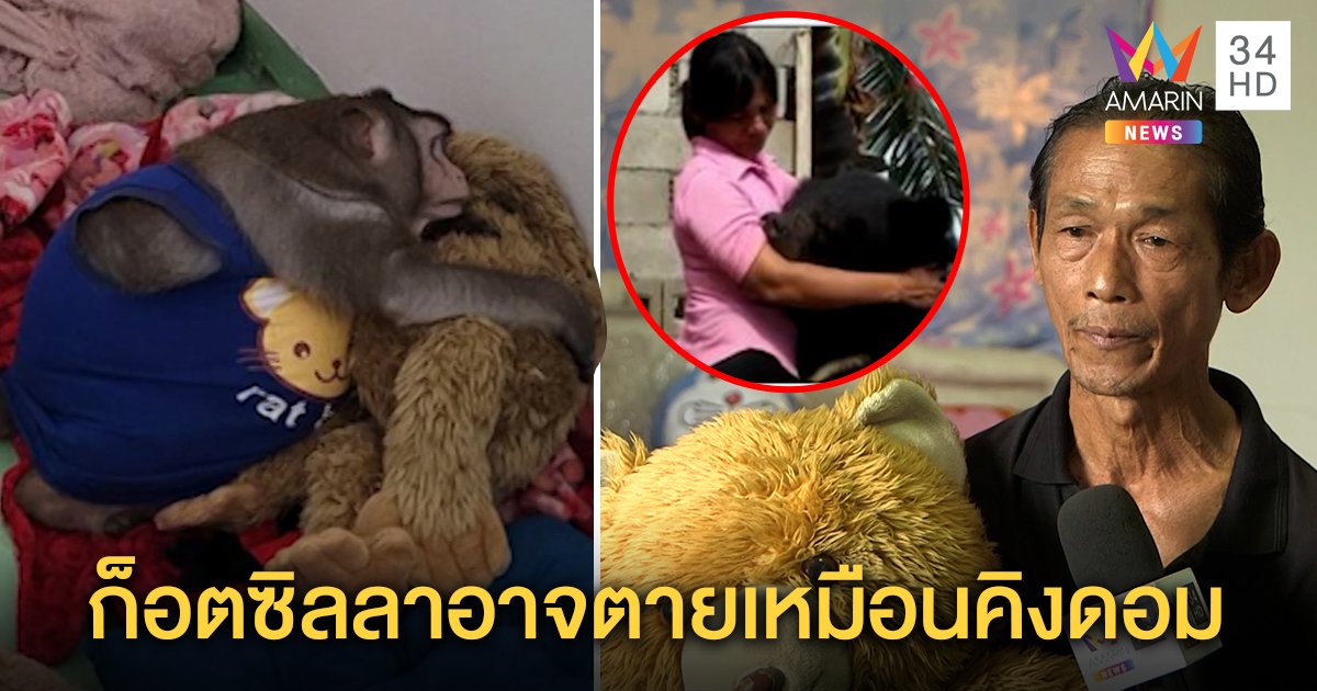 "ก็อตซิลลา" ลิงอ้วนซึมกอดตุ๊กตาคลายเหงา เจ้าของทุกข์ไม่กินไม่นอน หวั่นซ้ำรอยหมีควาย (คลิป)