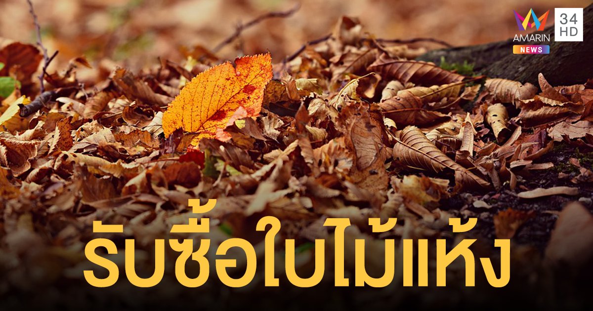 รายได้เสริม! เชียงใหม่รับ ซื้อใบไม้แห้ง กิโลกรัมละ 2 บาท หวังลด PM2.5