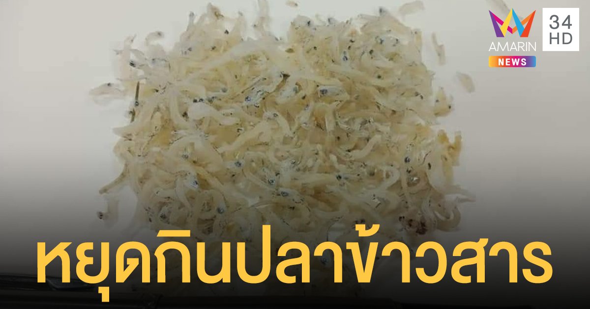 ปลาข้าวสาร ไม่มีอยู่จริง! วอนหยุดจับตัวอ่อน ปลากะตัก​ ก่อนจะซื้ออาหารทะเลแพง