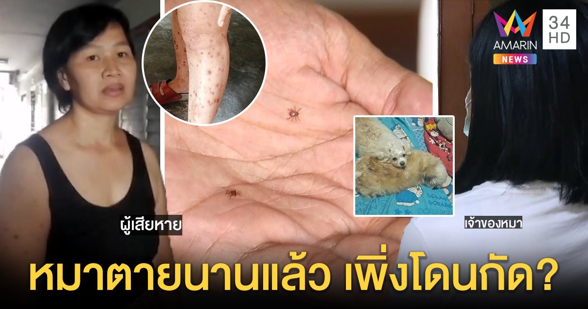 โต้กันเดือด เห็บหมาบุกห้อง! เจ้าของตูบปัดเป็นต้นตอ สาวถูกกัดโชว์ตัวเดินไต่ (คลิป)