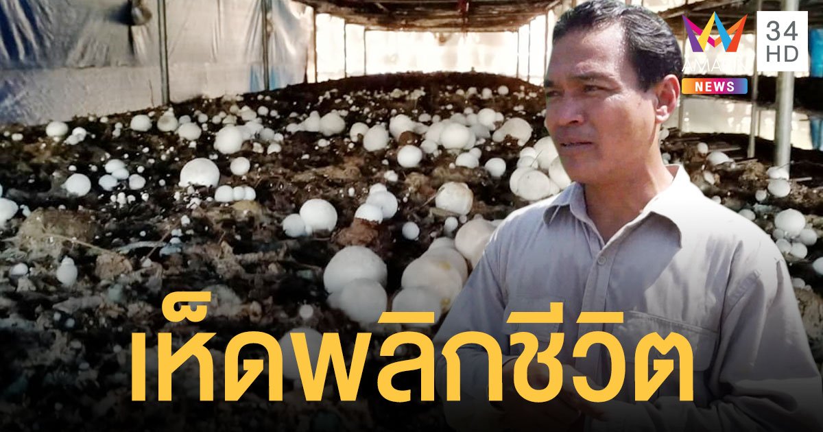 หนุ่มสุรินทร์หันหลังให้เมืองหลวง เพาะเห็ดฟางขาย เงินหมุนเวียนปีละกว่า 60 ล้านบาท