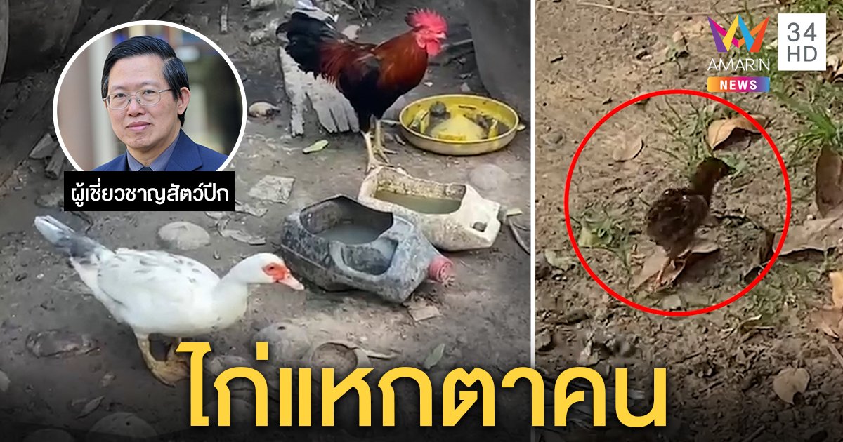 ไขปริศนาเป็ดไก่ผสมพันธุ์กันได้ลูกเจี๊ยบ เจอพิรุธเล้าติดกัน คาดคดีนี้ไก่แหกตาคน (คลิป)