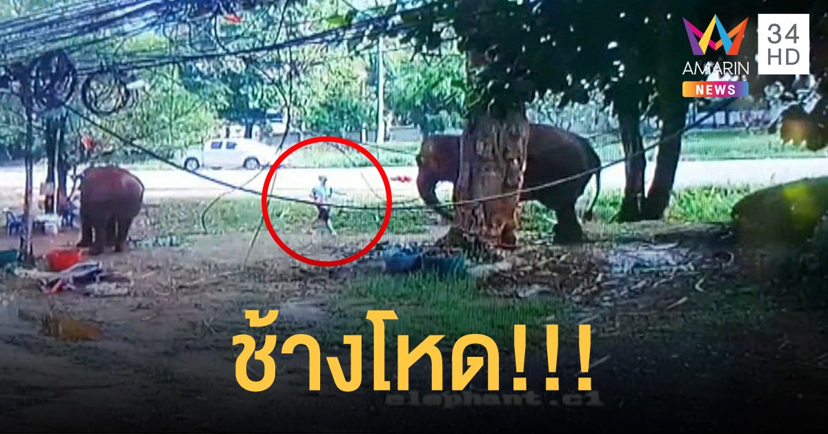 ข้าราชการซี 8 จอดรถแวะให้อาหารช้างที่รีสอร์ตบนเขาใหญ่ กลับถูกช้างกระทืบดับคาที่