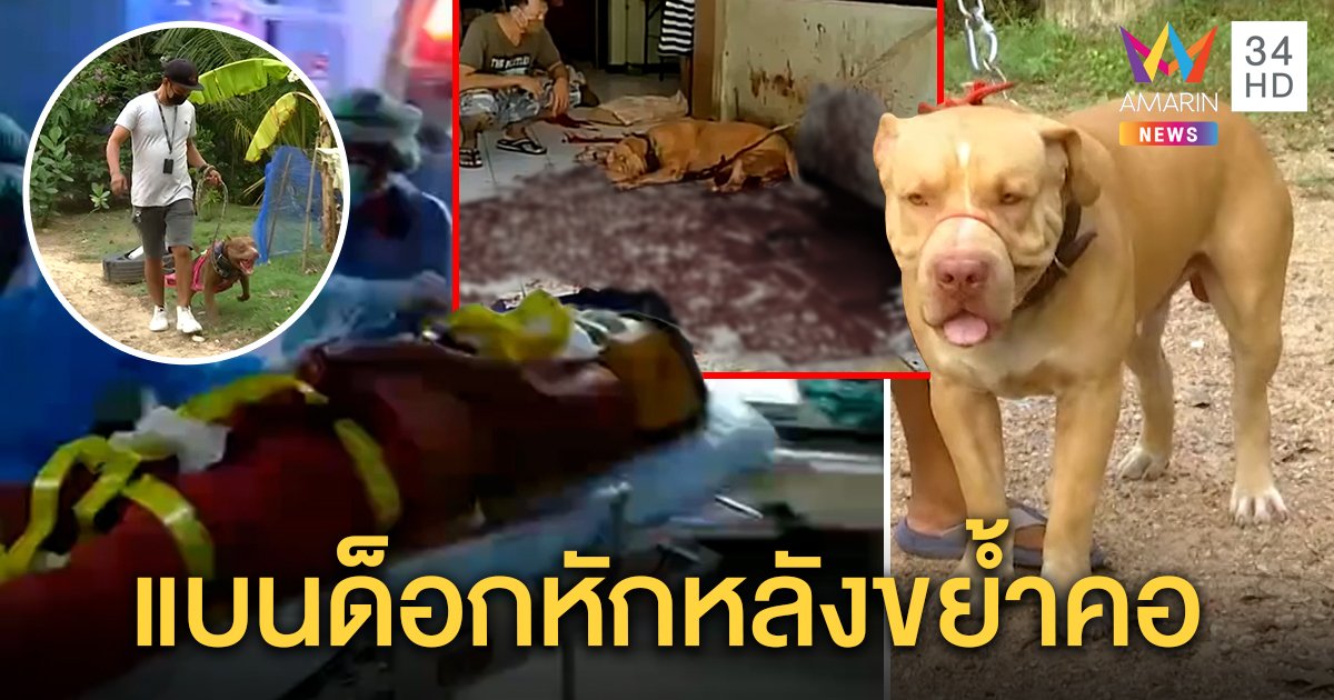 แบนด็อกขย้ำคอเจ้าของตอนหลับ ฝังใจถูกตีวางแผนเอาคืน ชมรมพิตบูลพาฝึกลดพลัง (คลิป)