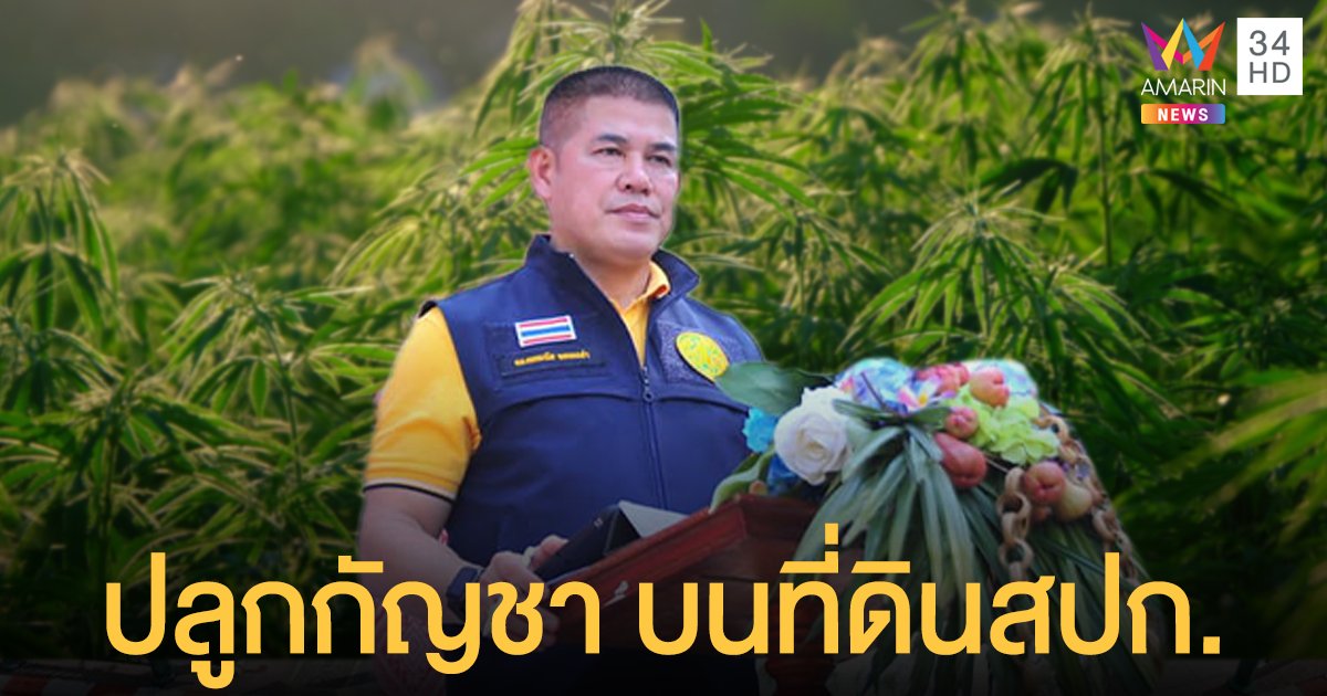 ธรรมนัส ดันโครงการ ปลูกกัญชา บนที่ดินสปก.ส่งออกนอก