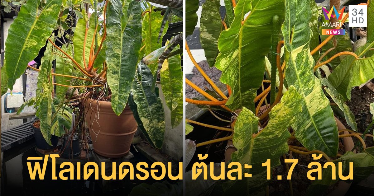 ฮือฮา! ฟิโลก้านส้ม ขายต้นเดียวได้เกือบ 1.7 ล้าน