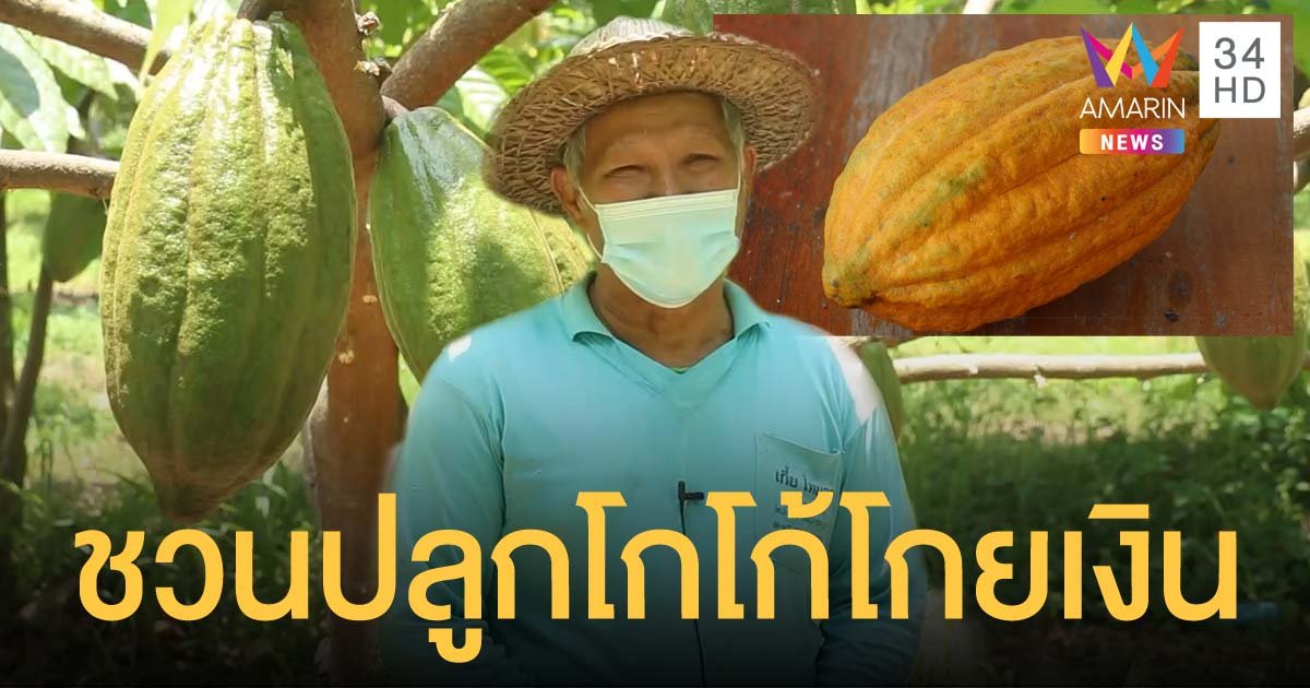 โกโก้ พืชทางเลือกใหม่ ปลูกครั้งเดียวหากินได้ยาวกว่า 60 ปี