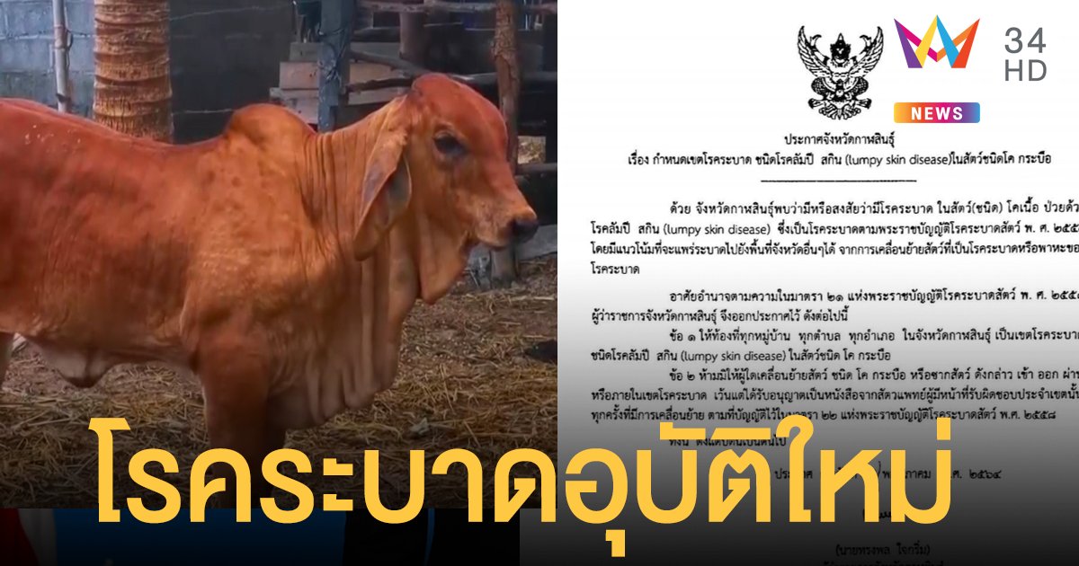 กาฬสินธุ์ ประกาศเป็นเขต โรคระบาด ทั้งจังหวัด หลังพบสัตว์ป่วยโรค ลัมปีสกิน หลายอำเภอ