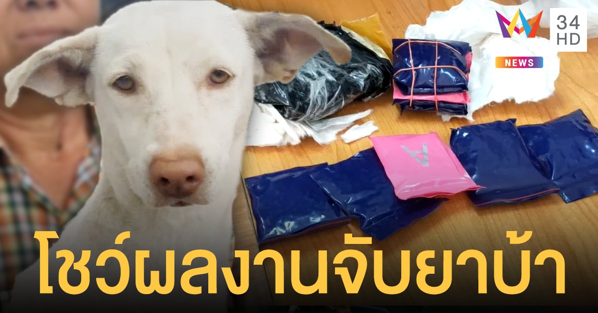 น้องสีนิล สุนัขพันธุ์ไทย คาบถุงปริศนาเข้าบ้าน เจ้าของเปิดดูเจอ ยาบ้า หลายพันเม็ด โร่แจ้ง ตร. ด่วน!