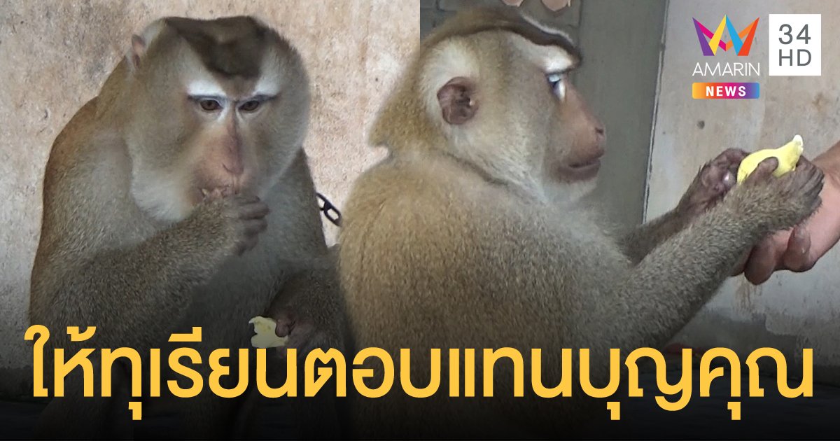 หนุ่มใหญ่ซื้อทุเรียนหมอนทองให้ลิงกิน ตอบแทนบุญคุณ แม้จะตกงานช่วงโควิด