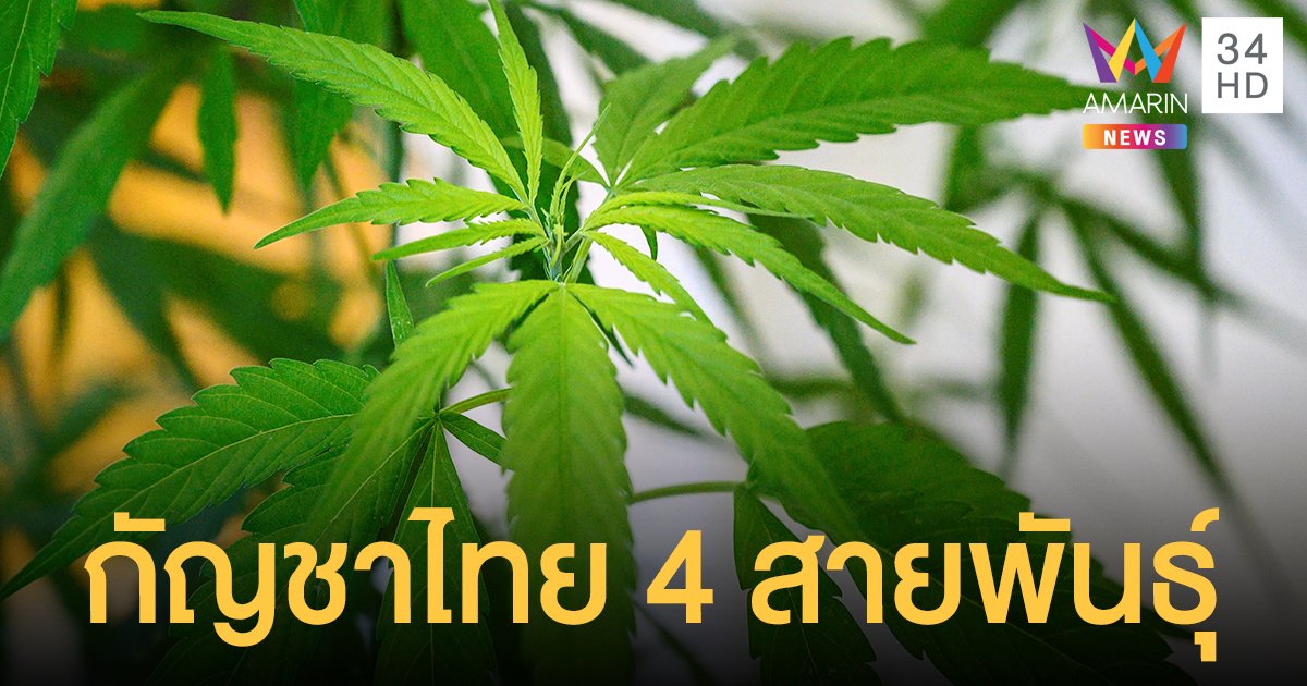 พันธุ์กัญชาไทย 4 สายพันธุ์ กรมวิทยาศาสตร์การแพทย์รับรองแล้ว