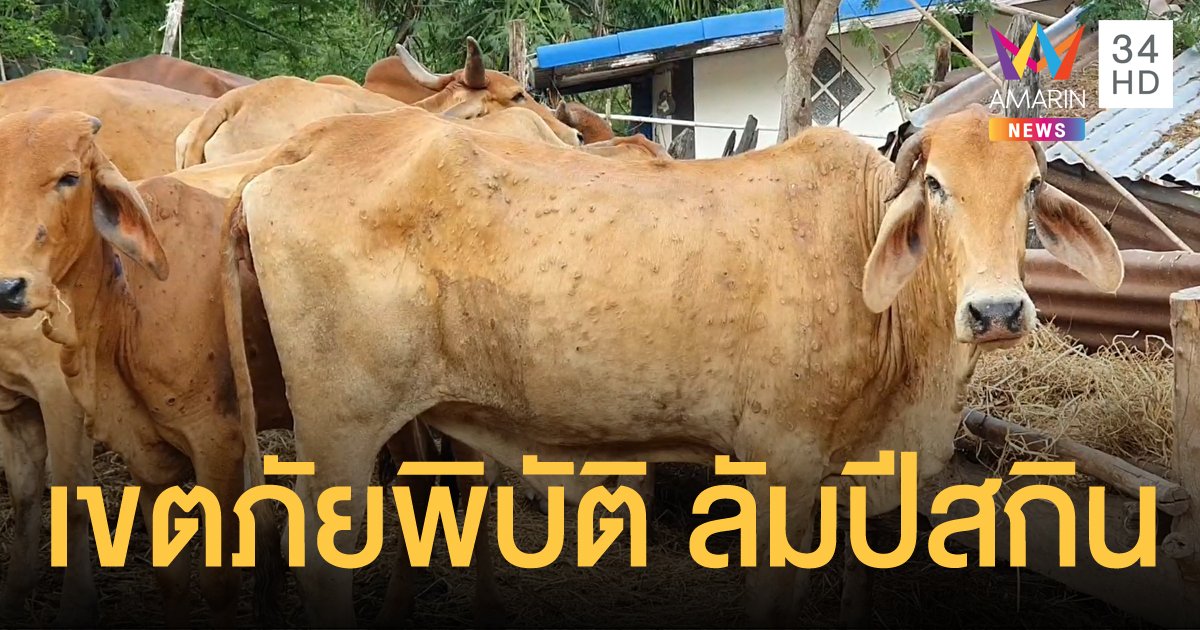 บุรีรัมย์ประกาศพื้นที่ประสบภัยโรคระบาดสัตว์ ลัมปีสกินระบาดหนัก!