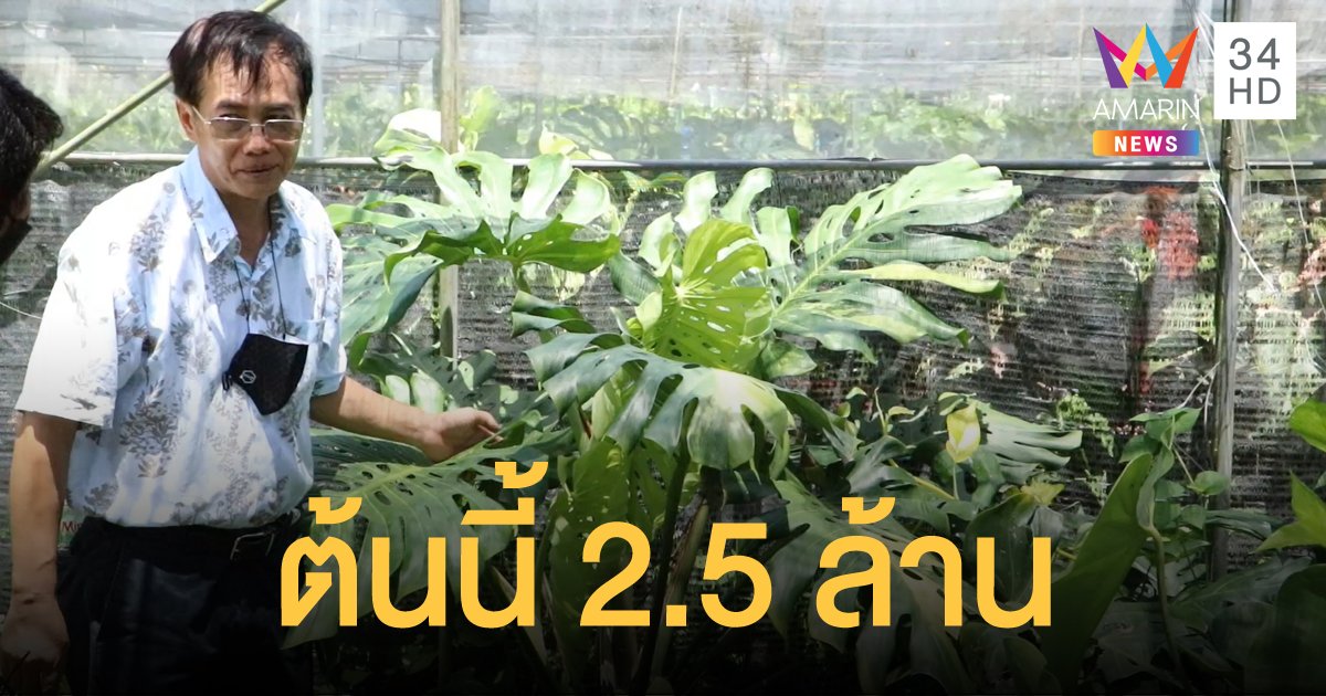 เกษตรกรราชบุรี เปิดอาณาจักรไม้ใบ โชว์ไม้ด่างมูลค่า 2.5 ล้าน