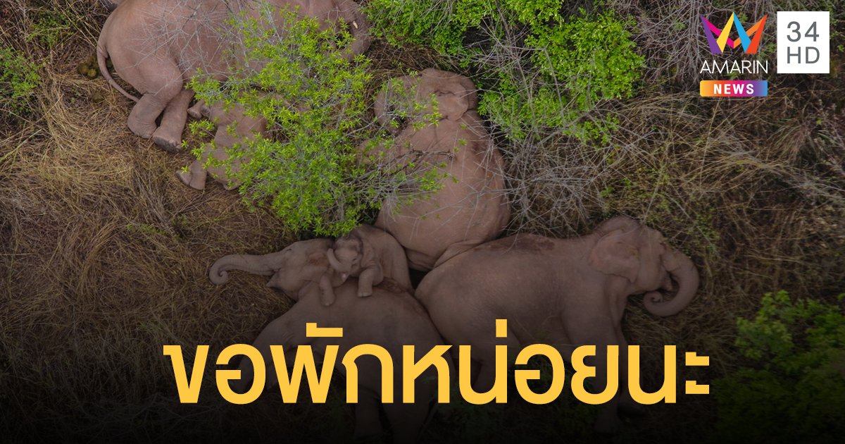 ยูนนานเผยภาพน่ารัก ช้างป่า โขลงใหญ่ หยุดทริปอพยพใกล้คุนหมิง